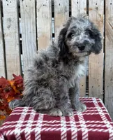 Willie, a male Miniature Aussiedoodle for sale in Mohrsville, PA – 2 of 3
