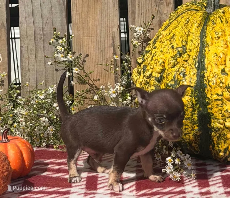 Jack  – Chihuahua puppy for sale in Mohrsville, PA