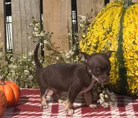 Jack , a male Chihuahua for sale in Mohrsville, PA – 1 of 4