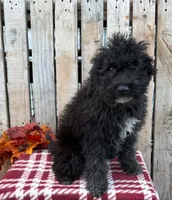 Buck, a male Miniature Aussiedoodle for sale in Mohrsville, PA – 3 of 3