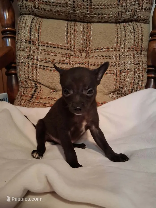 Snickers  – Chihuahua puppy for sale in Mohrsville, PA