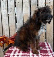 Dolly, a female Miniature Australian Shepherd for sale in Mohrsville, PA – 2 of 2