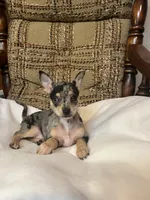 (Toy) Trixie, a female Chihuahua for sale in Mohrsville, PA – 3 of 3