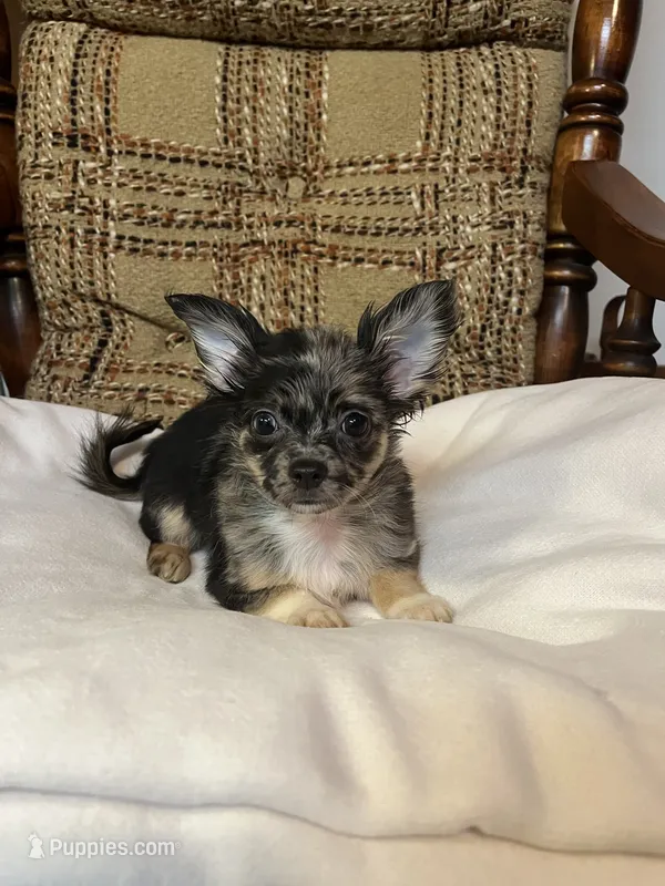 (Toy) Doodle  – Chihuahua puppy for sale in Mohrsville, PA