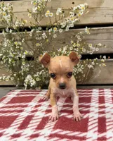 (Teacup) Maple, a female Chihuahua for sale in Mohrsville, PA – 3 of 4