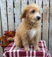 Colt , a male Miniature Aussiedoodle for sale in Mohrsville, PA – 2 of 2
