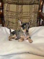 (Toy) Trixie, a female Chihuahua for sale in Mohrsville, PA – 2 of 3