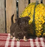 Hickory , a male Chihuahua for sale in Mohrsville, PA – 4 of 4