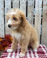 Tex, a male Miniature Aussiedoodle for sale in Mohrsville, PA – 3 of 3
