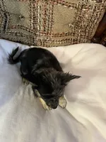(Toy) Doodle , a male Chihuahua for sale in Mohrsville, PA – 2 of 3