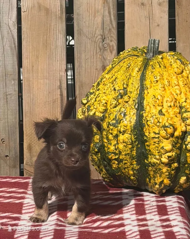Hickory  – Chihuahua puppy for sale in Mohrsville, PA