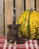Hickory , a male Chihuahua for sale in Mohrsville, PA – 1 of 4