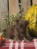 Whiskey , a male Chihuahua for sale in Mohrsville, PA – 2 of 4