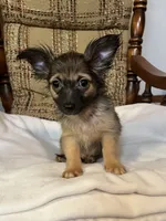 Rusty, a male Chihuahua for sale in Mohrsville, PA – 1 of 3