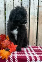 Bear, a male Miniature Aussiedoodle for sale in Mohrsville, PA – 3 of 4