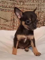 Peanut , a male Chihuahua for sale in Mohrsville, PA – 2 of 5