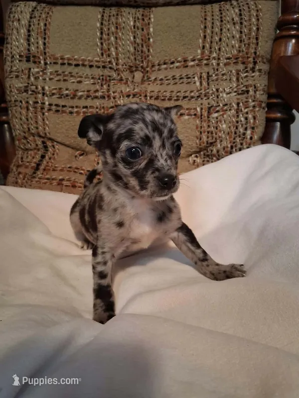 Oreo – Chihuahua puppy for sale in Mohrsville, PA