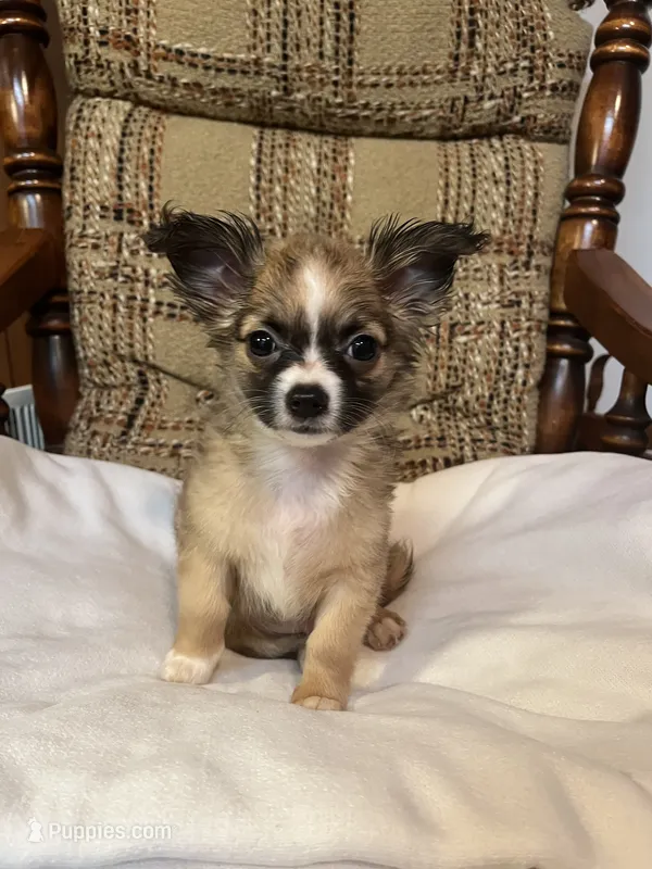 Leo – Chihuahua puppy for sale in Mohrsville, PA