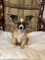 Leo, a male Chihuahua for sale in Mohrsville, PA – 1 of 3