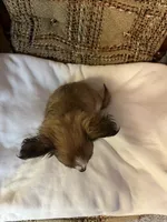 Leo, a male Chihuahua for sale in Mohrsville, PA – 3 of 3