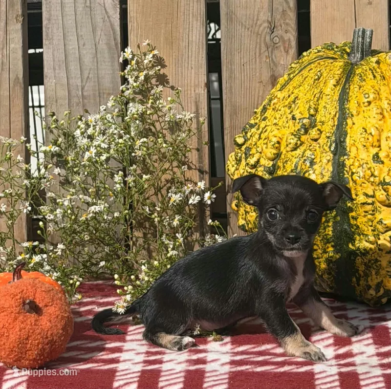 Shadow  – Chihuahua puppy for sale in Mohrsville, PA