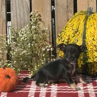 Shadow , a male Chihuahua for sale in Mohrsville, PA – 1 of 4