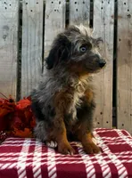 Smokey, a male Miniature Aussiedoodle for sale in Mohrsville, PA – 3 of 4