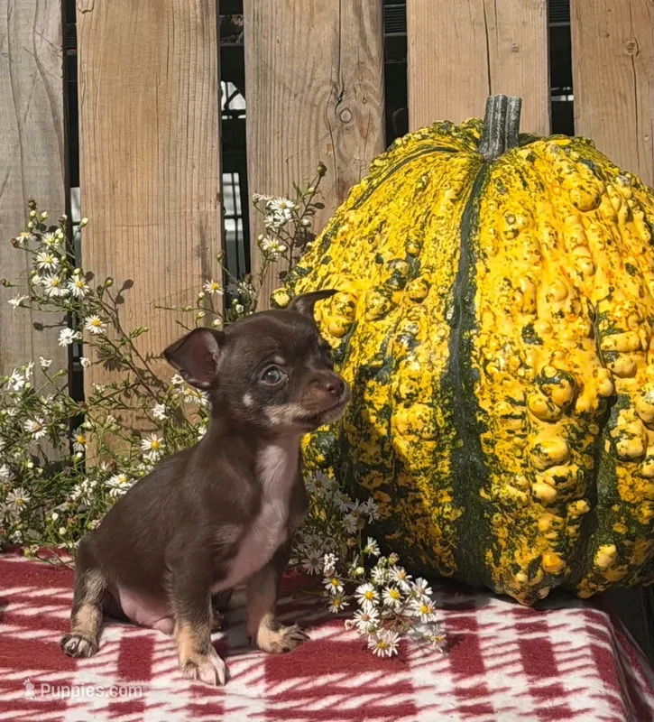 Jack  – Chihuahua puppy for sale in Mohrsville, PA