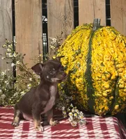 Jack , a male Chihuahua for sale in Mohrsville, PA – 2 of 4