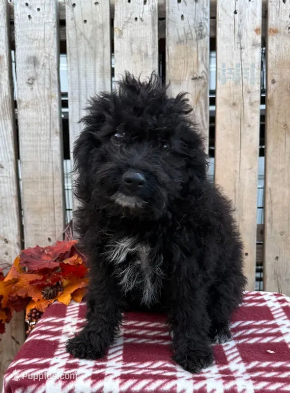 Buck – Miniature Aussiedoodle puppy for sale in Mohrsville, PA