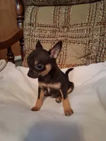 Peanut , a male Chihuahua for sale in Mohrsville, PA – 5 of 5