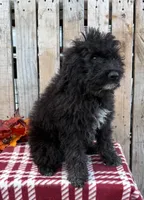 Buck, a male Miniature Aussiedoodle for sale in Mohrsville, PA – 2 of 3