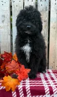 Bear, a male Miniature Aussiedoodle for sale in Mohrsville, PA – 2 of 4