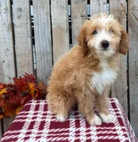 Tex, a male Miniature Aussiedoodle for sale in Mohrsville, PA – 2 of 3
