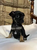 (Teacup) Milo , a male Chihuahua for sale in Mohrsville, PA – 2 of 3