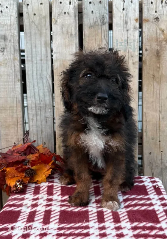 Dolly – Miniature Australian Shepherd puppy for sale in Mohrsville, PA