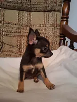Peanut , a male Chihuahua for sale in Mohrsville, PA – 4 of 5