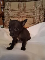Snickers , a male Chihuahua for sale in Mohrsville, PA – 2 of 4