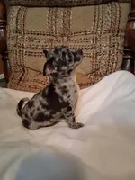 Oreo, a male Chihuahua for sale in Mohrsville, PA – 4 of 4