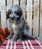 Willie, a male Miniature Aussiedoodle for sale in Mohrsville, PA – 3 of 3