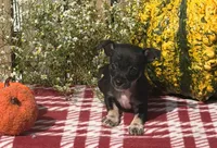 Shadow , a male Chihuahua for sale in Mohrsville, PA – 2 of 4