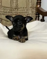 (Toy) Otis, a male Chihuahua for sale in Mohrsville, PA – 2 of 3