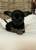 (Toy) Otis, a male Chihuahua for sale in Mohrsville, PA – 3 of 3