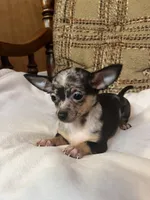 (Toy) Dixie, a female Chihuahua for sale in Mohrsville, PA – 2 of 3