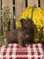 Whiskey , a male Chihuahua for sale in Mohrsville, PA – 3 of 4