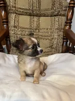 Leo, a male Chihuahua for sale in Mohrsville, PA – 2 of 3