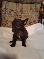 Snickers , a male Chihuahua for sale in Mohrsville, PA – 3 of 4