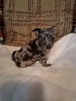 Oreo, a male Chihuahua for sale in Mohrsville, PA – 2 of 4