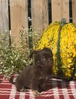 Hickory , a male Chihuahua for sale in Mohrsville, PA – 3 of 4