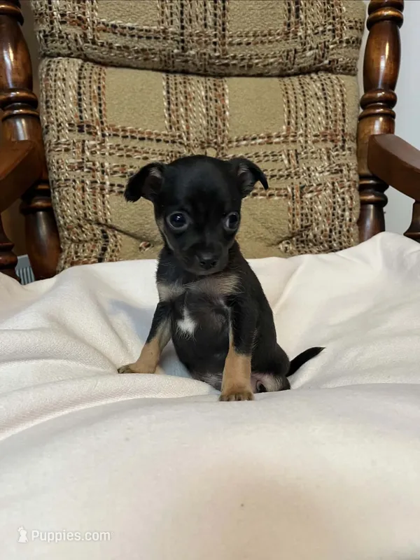 (Teacup) Milo  – Chihuahua puppy for sale in Mohrsville, PA